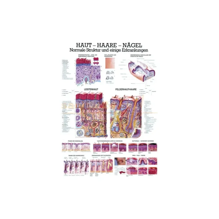Anatomie Tafel, Haut Haare Nägel